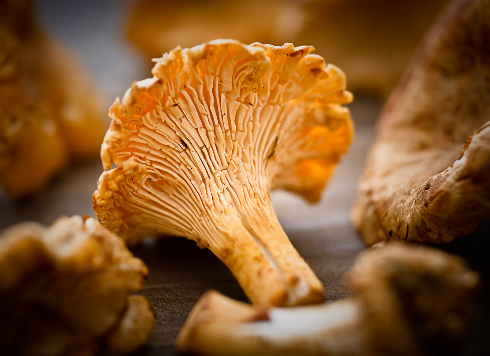 MLS_2021_StillLife_110